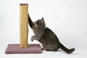 Imágenes fechadas el 8 de marzo de 2006: Gato Gris - utilizando poste de afeitar