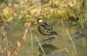Wildlife Artwork For Sale Imprime: Grey Phalaropes