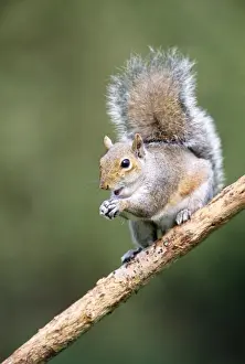 John Daniels Wildlife Photography Imprime: Grey Squirrel