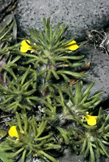Ground Cover Plants Imprime: Ground Pine