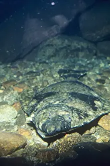 Edible Fish Imprime: Halibut