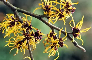 Plant Photography Imprime: Hamamelis