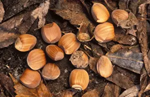 Seed Dispersal Methods Imprime: Hazel Nuts