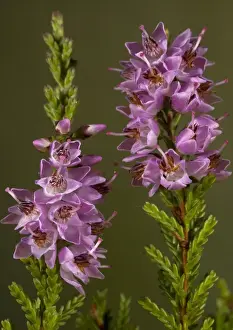 Calluna Vulgaris Images Imprime: Heather