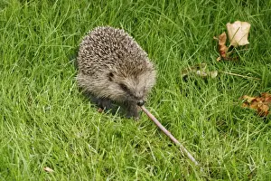Brian Bevan Photography Imprime: Hedgehog Pulling worm