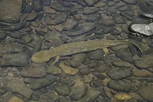 Underwater Animal Photos Imprime: Hellbender - Underwater