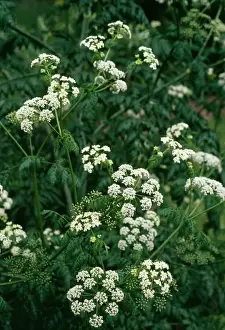 Impresiones de APP-2749 HEMLOCK Conium maculatum Allen Paterson Por favor, tenga en cuenta que los impresos se utilizan solo para fines de exhibición personal y pueden no ser reproducidos de ninguna manera Imágenes de mayo de 2004: Hemlock