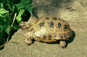 Tortugas Imprime: Campo del Turtuguero de Horsefield