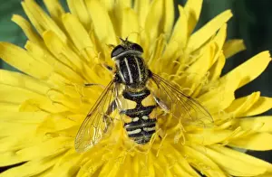 Insect Prints For Sale Imprime: Hoverfly / Sunfly