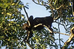 Tropical Jungle Animals Imprime: Howler Monkey Belize