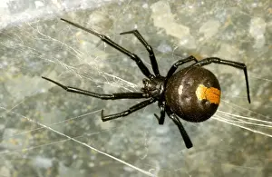 Australian Arachnids Imprime: HRD01530