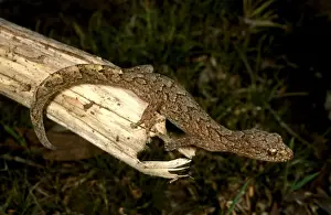Australian Geckos Imprime: HRD02468