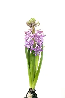 Studio Plant Photography Imprime: Hyacinth - Sequence 3 of 3
