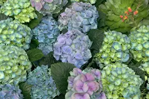 Hydrangea Flowers Imprime: Hydrangea