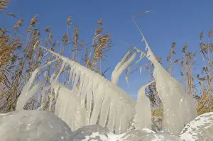 Frozen Landscape Europe Imprime: Ice structures on reed