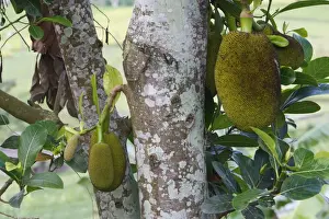 Artocarpus Heterophyllus Imprime: Jackfruit - fruit