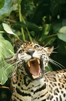 Panthera Onca Images Imprime: Jaguar