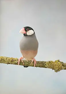 Impresiones de Pájaro javanés BB-755 - vista frontal, cautivo Bedfordshire Reino Unido Padda oryzivora Se encuentra en la naturaleza en Java Gorrión De Java Imprime: Cola de Pato Java - vista frontal en cautiverio y salvaje en Jawa