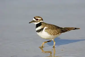 Personal Display Art Prints Imprime: Killdeer