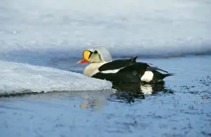 Chris Knights Photography Imprime: King Eider Duck