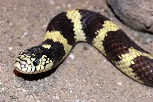 Wildlife Snakes Imprime: King Snake