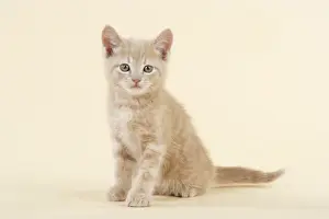 Single Pet Photography Imprime: KITTEN