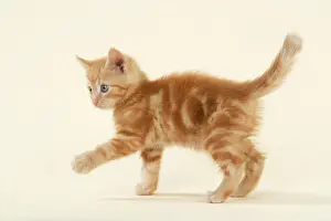 Studio Pet Photography Imprime: KITTEN. ( ginger )