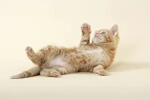 Tortoiseshell Kitten Imprime: KITTEN. ( ginger) playing