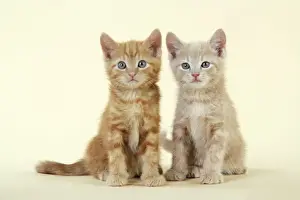 Ginger Kittens Imprime: KITTENS. ( ginger )