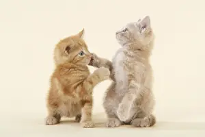 Ginger Kittens Imprime: KITTENS. ( ginger ) playing