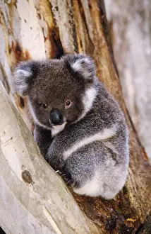 Impresiones de Nota que los impresiones son para fines de exhibición personal solo y pueden no ser reproducidas en ninguna forma Cinereus Imprime: Koala en árbol