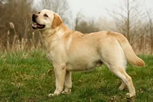 Ardea Wildlife Pets Environment Art Imprime: Labrador