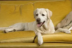Unique Pet Photography Art Imprime: Labrador - lying on sofa