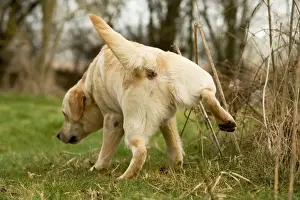 Pet Photography Prints Imprime: Labrador - urinating