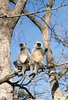 Unique Wildlife Photography Imprime: Langur Monkey - x2 in tree