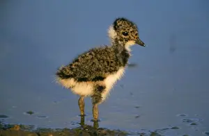 Vanellus Vanellus Images Imprime: Lapwing - chick