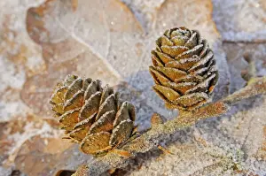 Larch Cones Imprime: Larch Cones