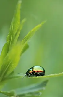 Leaf Beetle Germany Imprime: Leaf Beetle