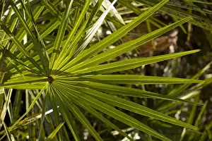 Palm Tree Leaves Imprime: Leaf of cabbage palm