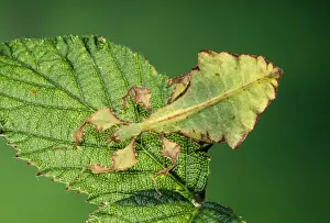 Unique Wildlife Photography Imprime: Leaf Insect
