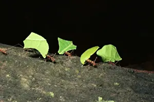 Leafcutter Ants Imprime: LeafcutterAnt
