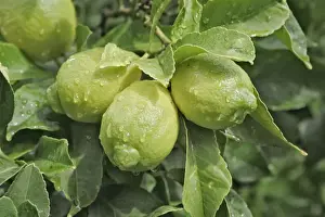 Lemon Tree Imprime: Lemons growing on tree