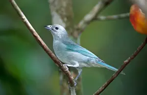 Tropical Birds Images Imprime: Leontopithecus chrysomelas