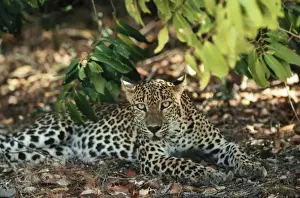 Wildlife Prints Personal Use Only Imprime: Leopard