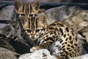 Wildlife Artwork For Sale Imprime: Leopard Cat