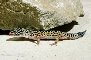 Leopardo Imprime: Gecko de leopard