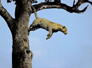 Unique Animal Photography Prints Imprime: Leopard - jumping from tree