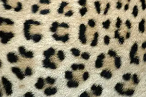 Leopardo Imprime: Leopardo de Namibia