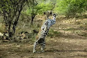 Imágenes fechadas en 2003: Leopardo de Namibia