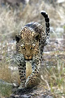 El leopardo de Namibia